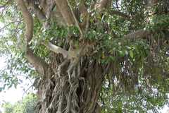 Ficus amplissima